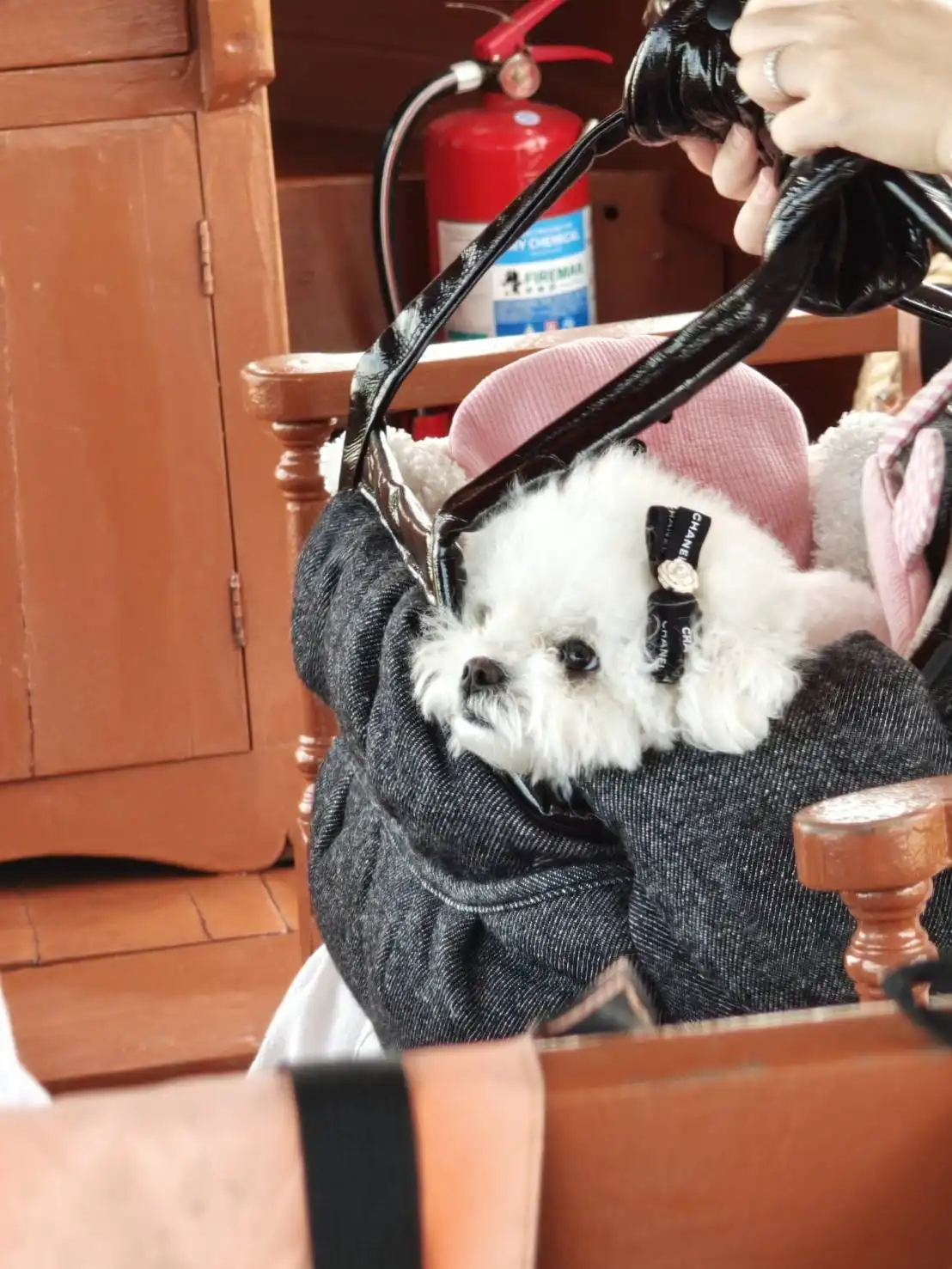 น้องหมาอยู่ในกระเป๋ากับเจ้าของระหว่างเดินทางบนเรือ