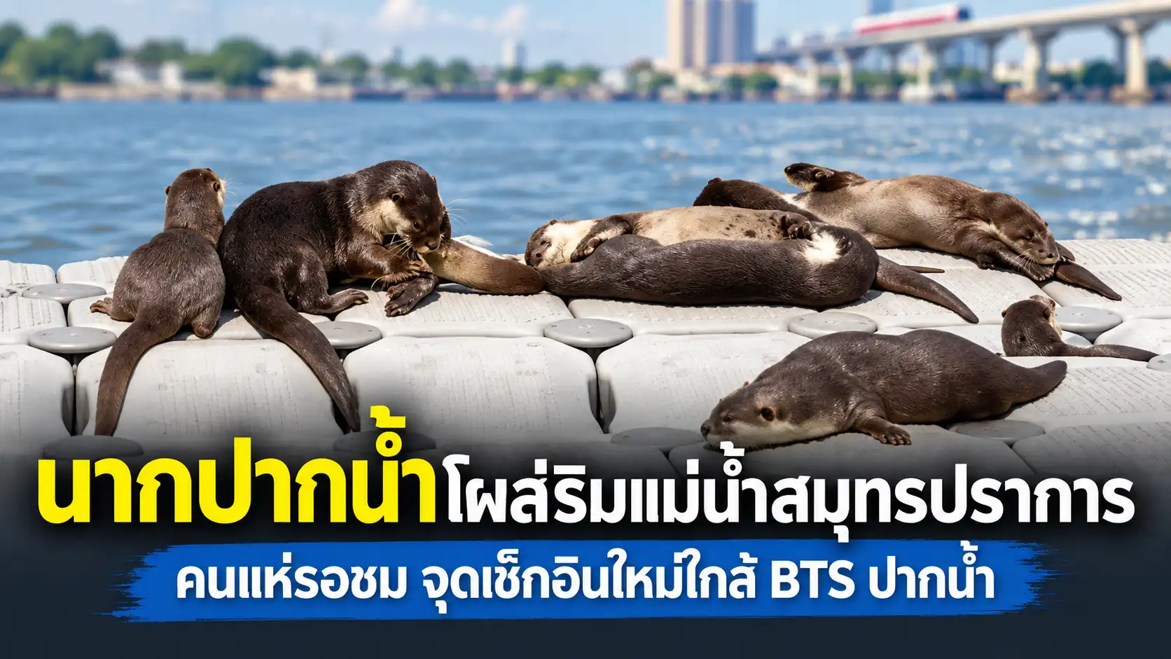 นากปากน้ำ สมุทรปราการ กลุ่มนากพักอยู่บนแพลอยน้ำริมแม่น้ำใกล้ศาลากลางจังหวัดสมุทรปราการ
